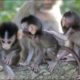 So Funny Baby Monkeys- Meeting Children And Funny Playing Together