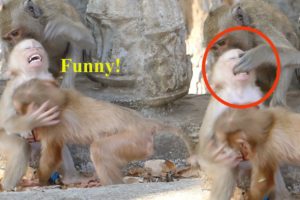 So funny! Rocky bit a young monkey's finger while they were playing together- Part 460