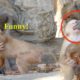 So funny! Rocky bit a young monkey's finger while they were playing together- Part 460