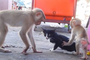 So funny! Rosanna and Rocky playing with a baby cat so funny