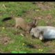 Stoat and rabbit fighting (animals fighting)