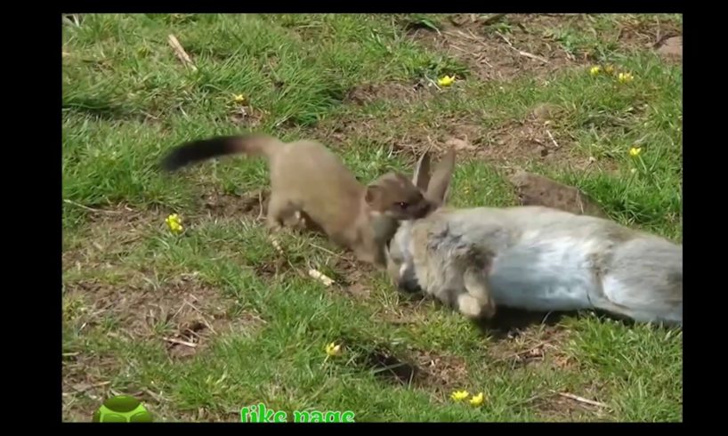 Stoat and rabbit fighting (animals fighting)