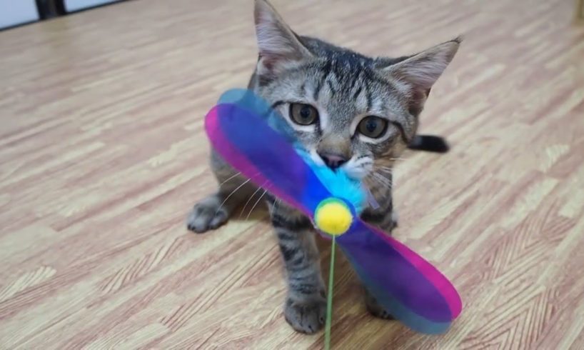 Super Cute Kittens Playing With Toys 2020