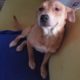 Sweet Rescue Doggo Smiles for Pets || ViralHog