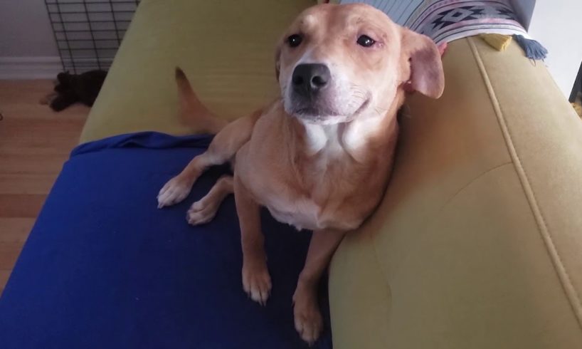 Sweet Rescue Doggo Smiles for Pets || ViralHog