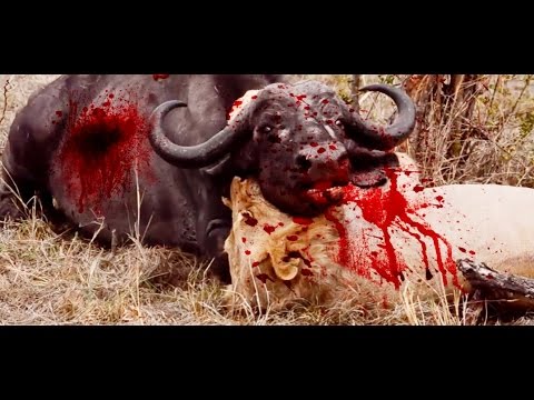 TOP 10 CRAZIEST ANIMAL FIGHTS- 2016