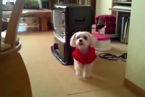 TOP 10 dog barking videos compilation 2020 - funniest and cutest puppies | funny pet video