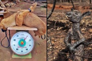 TOP 5 Animal Rescue | The Life-Changing Rescue's | (Before-After) 2018 / 2019 / 2020