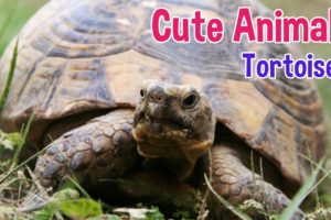 TORTOISE - Animals For Kids - Tortoise photos with classical music for children by Oxbridge Baby