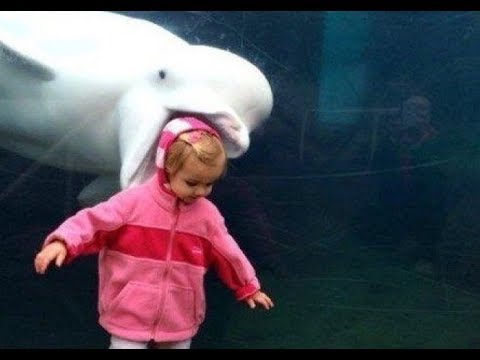 TRY TO STOP LAUGHING CHALLENGE - Funny WATER ANIMALS