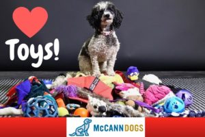 Teach Your Dog To LOVE Playing With Toys And How To Tug - Professional Dog Training Tips