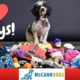 Teach Your Dog To LOVE Playing With Toys And How To Tug - Professional Dog Training Tips