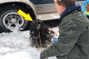 Terrified, Freezing, and Alone Homeless Sick Dog Rescued