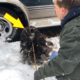 Terrified, Freezing, and Alone Homeless Sick Dog Rescued