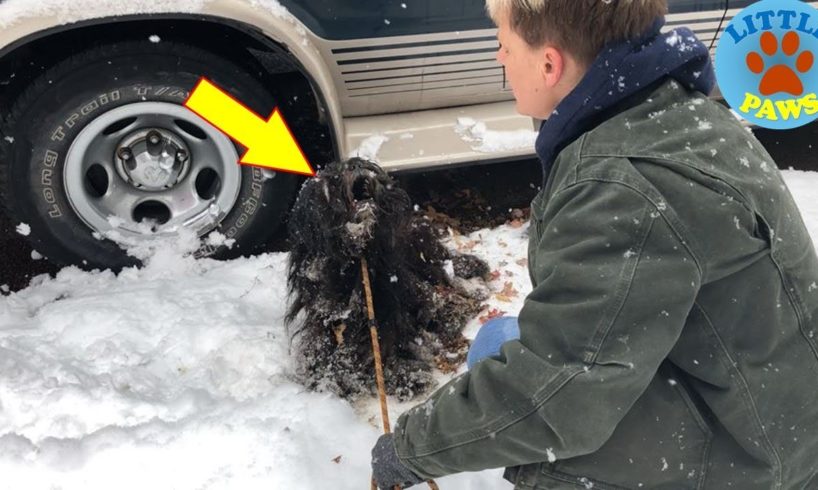 Terrified, Freezing, and Alone Homeless Sick Dog Rescued