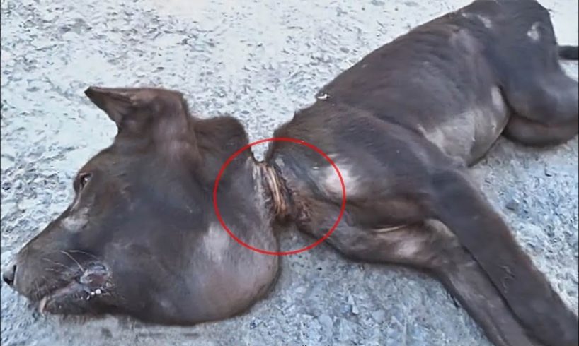 Terrified & in pain.. Puppy amazing transformation after rescue! #2020 Pray For #Austraila