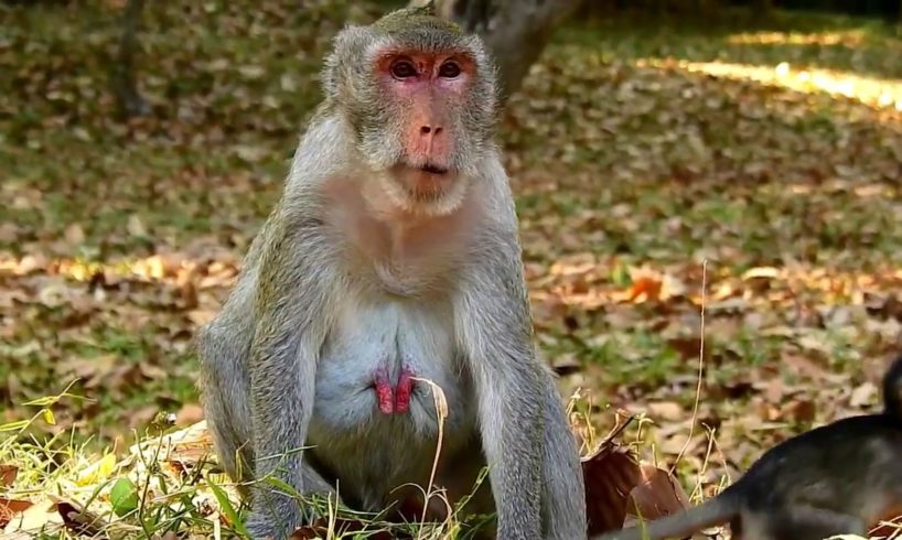 Terrify Janna!! Mum Jane's not allow baby Janna for milk, Looks Janna playing funny with Dustin