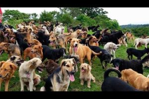 Territorio de Zaguates "Land of The Strays" Dog Rescue Ranch Sanctuary in Costa Rica