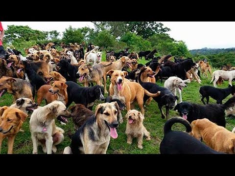 Territorio de Zaguates "Land of The Strays" Dog Rescue Ranch Sanctuary in Costa Rica