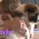 The Animal Rescue Site:  Petfinder Foundation Wonderfunder