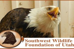 The Bald Eagle That Would Not Quit | Bald Eagle Rescue Short Film | Wildlife Documentary