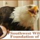 The Bald Eagle That Would Not Quit | Bald Eagle Rescue Short Film | Wildlife Documentary