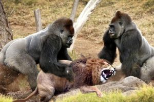 The Best Of Wild Animals Attacks Amazing Moments Of Wild Animal Fights