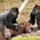 The Best Of Wild Animals Attacks Amazing Moments Of Wild Animal Fights