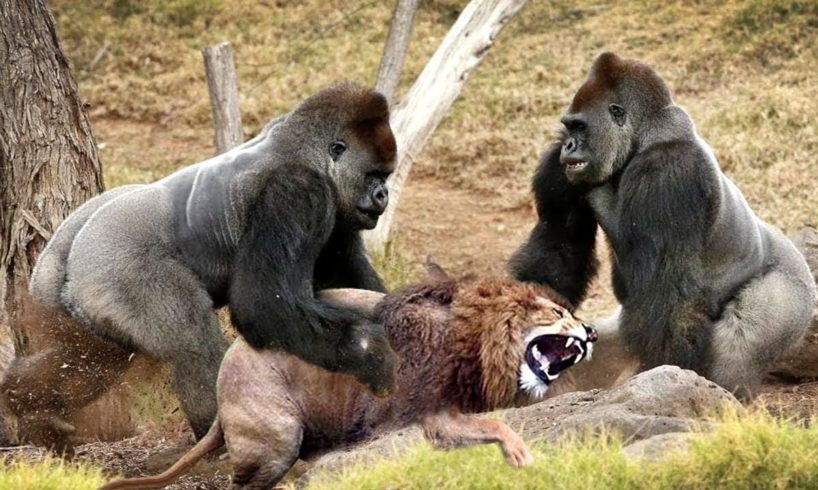 The Best Of Wild Animals Attacks Amazing Moments Of Wild Animal Fights