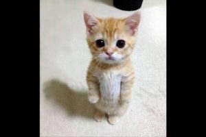 The CUTEST KITTENS  you'll see today! | The Best Cat Video Ever ?