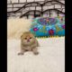 The Cutest Puppies n Kittens Compilation #puppy #kitten #puppycompilation #kittencompilation