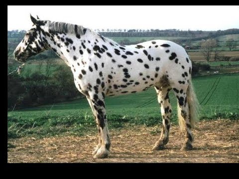 The Horse is Happy To Have a Spotted dog Playing With Him