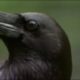 The Raven: Stealing, Spying and Bluffing | Extraordinary Animals | BBC Earth