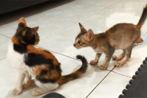 The Rescued Calico Kitten First Time Meets Rescued Skinny Kitten - Anak Kucing Lucu - Cats Meowing