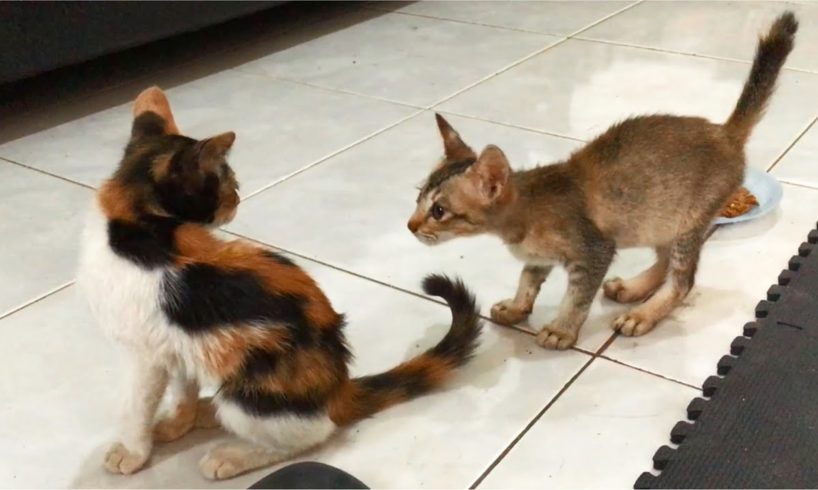 The Rescued Calico Kitten First Time Meets Rescued Skinny Kitten - Anak Kucing Lucu - Cats Meowing