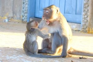 The brother got angry with the young monkey because he was playing too sick