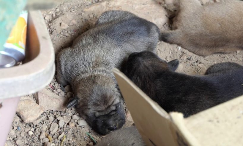 The cute puppies are sleeping | A puppy was feeding by mom | Mother dog find food