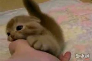 The cutest kittens ever !!! (compilation)
