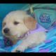 The cutest puppies! You have to see them!