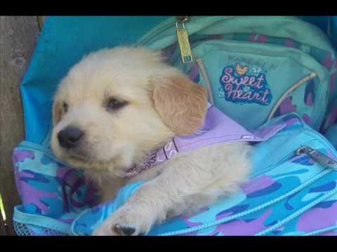 The cutest puppies! You have to see them!