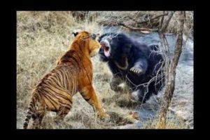 The most impressive animal fights