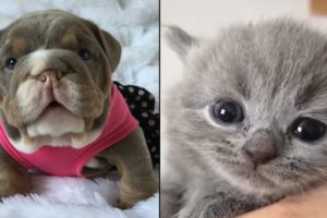 The planet's cutest puppies and kittens.