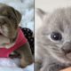 The planet's cutest puppies and kittens.