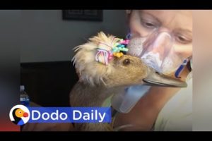 Therapy Duck with AMAZING Hair Helps 'Duck Lady': Best Animal Videos | The Dodo Daily