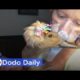 Therapy Duck with AMAZING Hair Helps 'Duck Lady': Best Animal Videos | The Dodo Daily
