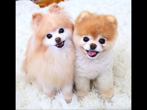 These are the CUTEST puppies you will ever see!!!!