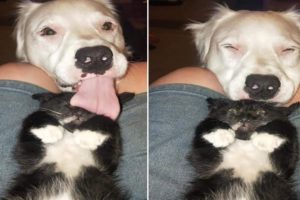 This Blind And Deaf Rescue Dog Comfort Every Foster Pets That His Mom Rescues