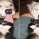 This Blind And Deaf Rescue Dog Comfort Every Foster Pets That His Mom Rescues