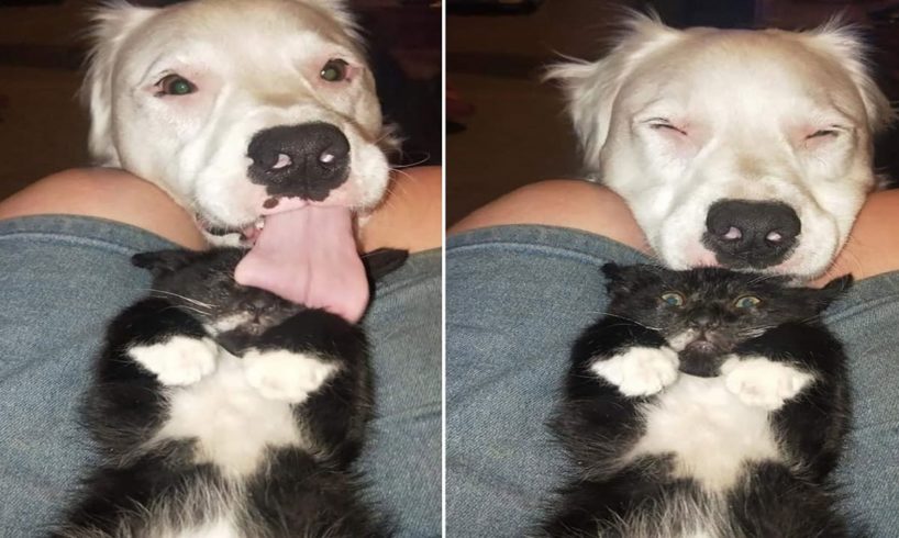 This Blind And Deaf Rescue Dog Comfort Every Foster Pets That His Mom Rescues