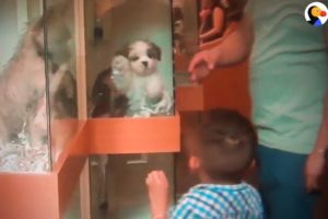 This Is Where Pet Store Puppies Come From | The Dodo